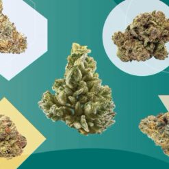 Weed Strains