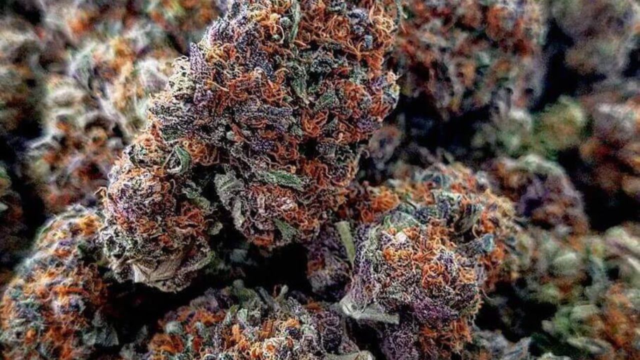Gary Payton Weed Strain A Legendary Fusion of High