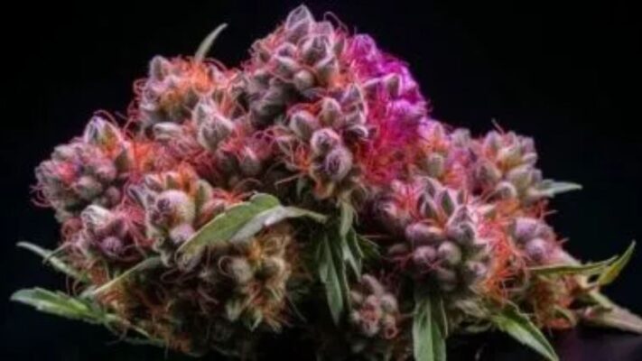 cap junky strain